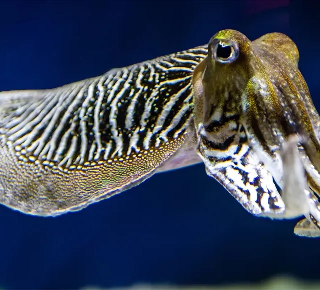 Ink fish