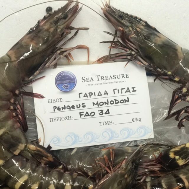 Giant tiger shrimp