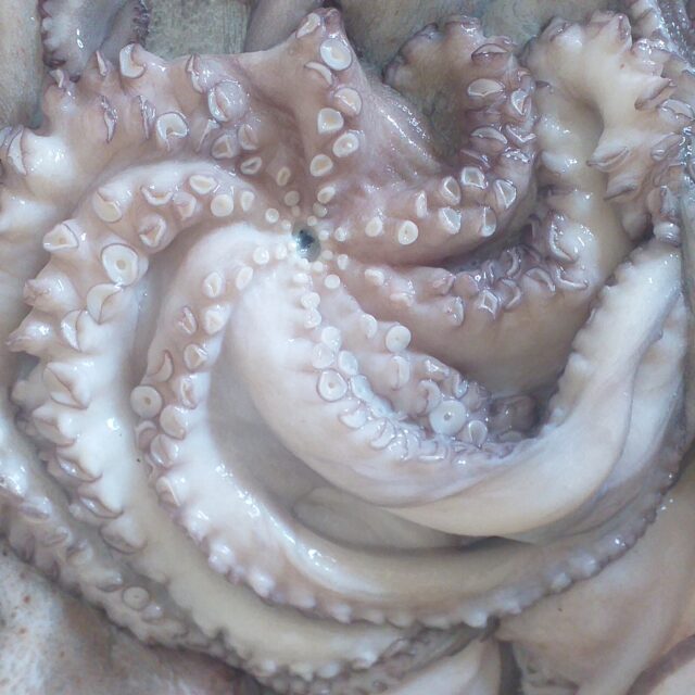 Octopus