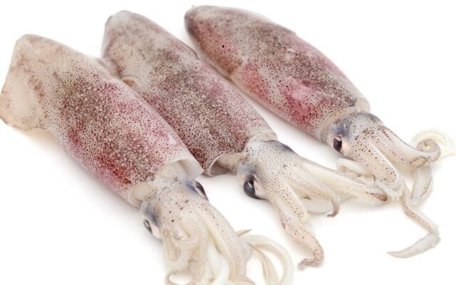Squid