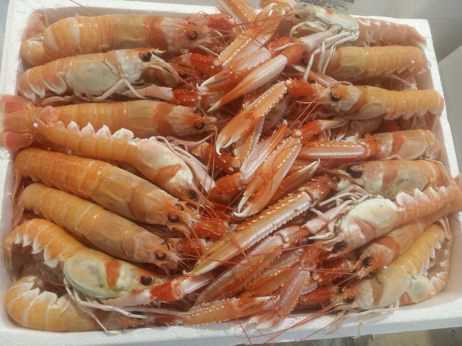 Nephrops norvegicus - Image 2