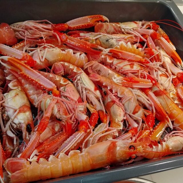 Nephrops norvegicus