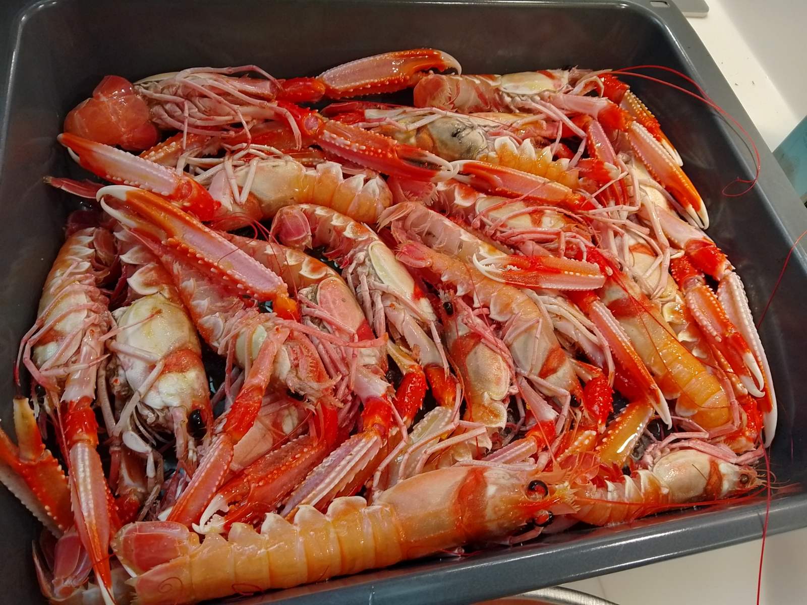 Nephrops norvegicus