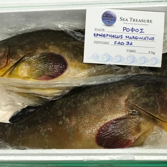 Dusky grouper