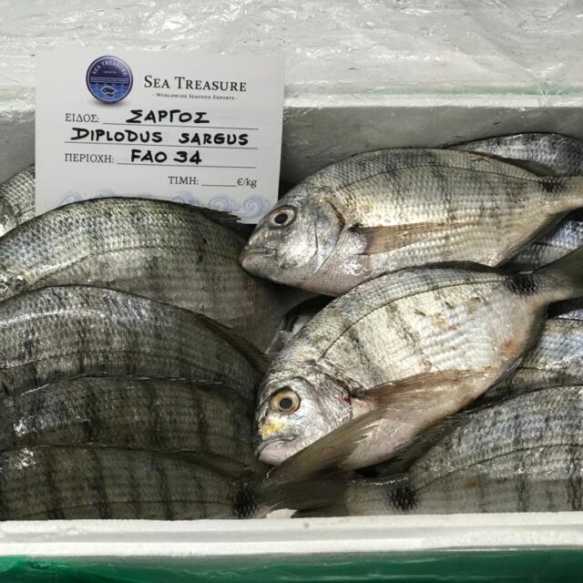 White seabream
