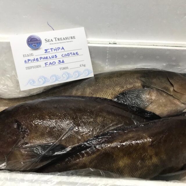 Golden Grouper