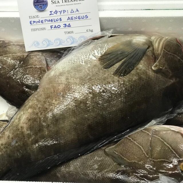 White grouper