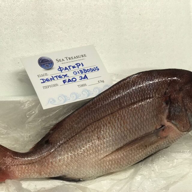 Dentex gibbosus